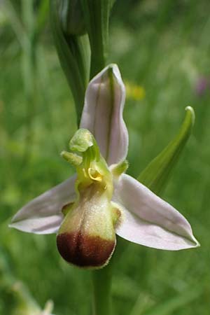 Ophrys apifera var. bicolor \ Zweifarbige Bienen-Ragwurz / Two-Colored Bee Orchid, D  Pforzheim 12.6.2021 