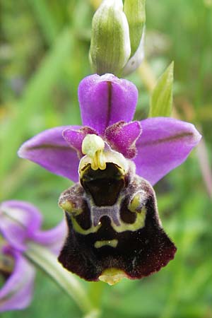 Ophrys holoserica \ Hummel-Ragwurz, D  Östringen-Eichelberg 29.5.2016 