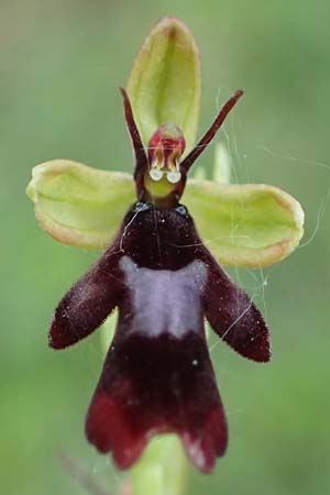 Ophrys insectifera \ Fliegen-Ragwurz / Fly Orchid, D  Thüringen, Bad Frankenhausen 8.6.2022 