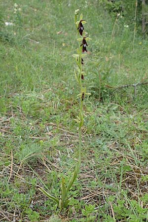 Ophrys insectifera \ Fliegen-Ragwurz, D  Thüringen, Bad Frankenhausen 8.6.2022 