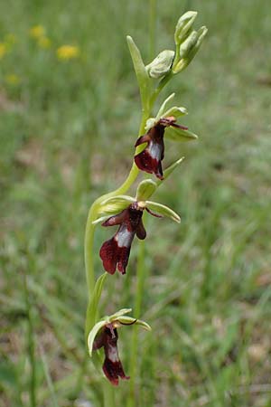 Ophrys insectifera \ Fliegen-Ragwurz / Fly Orchid, D  Buchen 20.5.2023 