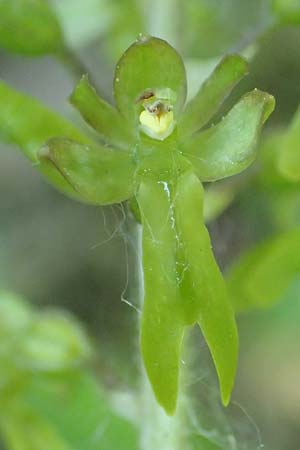 Listera ovata \ Großes Zweiblatt / Common Twayblade, D  Bruchsal 27.5.2020 