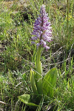 Orchis militaris / Military Orchid, D  Karlstadt 1.5.2007 