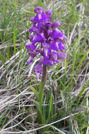 Anacamptis morio \ Salep-Knabenkraut, Kleines Knabenkraut, D  Eching 5.5.2012 