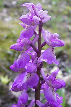 Orchis mascula \ Manns-Knabenkraut, Stattliches Knabenkraut, D  Thüringen, Drei Gleichen 7.5.2013 