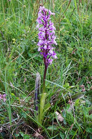 Orchis mascula \ Manns-Knabenkraut, Stattliches Knabenkraut / Early Purple Orchid, D  Herborn 17.5.2014 