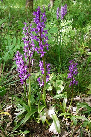 Orchis mascula \ Manns-Knabenkraut, Stattliches Knabenkraut, D  Herborn 16.5.2015 