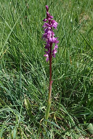 Orchis mascula / Early Purple Orchid, D  Odenwald, Lindenfels 10.4.2020 