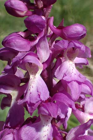 Orchis mascula \ Manns-Knabenkraut, Stattliches Knabenkraut, D  Odenwald, Lindenfels 10.4.2020 