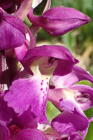 Orchis mascula \ Manns-Knabenkraut, Stattliches Knabenkraut, D  Odenwald, Lindenfels 10.4.2020 