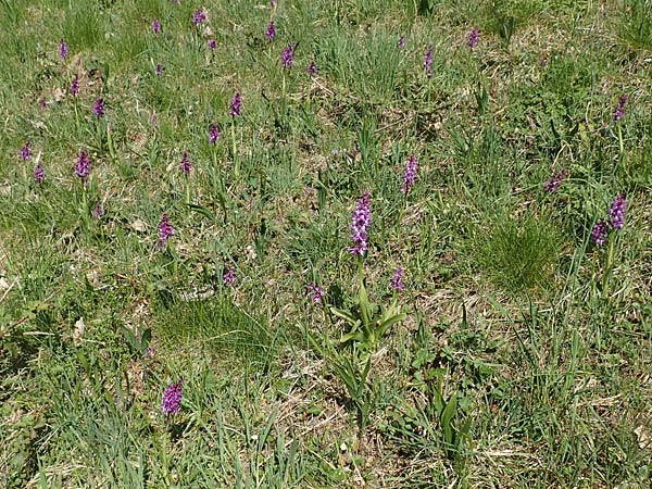 Orchis mascula \ Manns-Knabenkraut, Stattliches Knabenkraut / Early Purple Orchid, D  Odenwald, Lindenfels 10.4.2020 