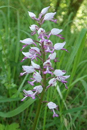 Orchis militaris / Military Orchid, D  Ketsch 21.5.2020 