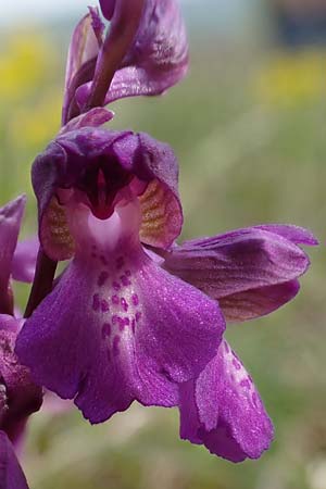 Anacamptis morio \ Salep-Knabenkraut, Kleines Knabenkraut, D  Grünstadt-Asselheim 1.5.2021 