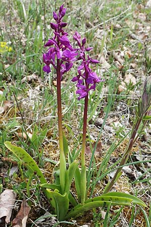 Orchis mascula \ Manns-Knabenkraut, Stattliches Knabenkraut / Early Purple Orchid, D  Königheim 3.5.2021 