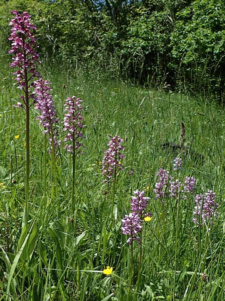 Orchis militaris / Military Orchid, D  Oberlaudenbach 31.5.2021 