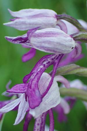 Orchis militaris / Military Orchid, D  Weinheim an der Bergstraße 25.5.2023 