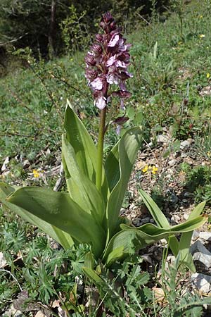 Orchis purpurea \ Purpur-Knabenkraut / Lady Orchid, D  Königheim 3.5.2021 