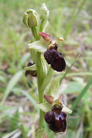 Ophrys sphegodes \ Spinnen-Ragwurz / Early Spider Orchid, D  Mosbach 12.5.2012 