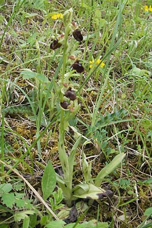 Ophrys sphegodes \ Spinnen-Ragwurz / Early Spider Orchid, D  Mosbach 12.5.2012 