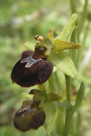 Ophrys sphegodes \ Spinnen-Ragwurz / Early Spider Orchid, D  Mosbach 12.5.2012 