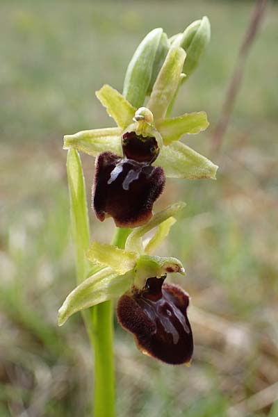 Ophrys sphegodes \ Spinnen-Ragwurz / Early Spider Orchid, D  Grünstadt-Asselheim 20.4.2022 