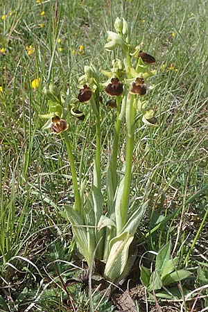 Ophrys sphegodes / Early Spider Orchid, D  Apfelberg 3.5.2021 