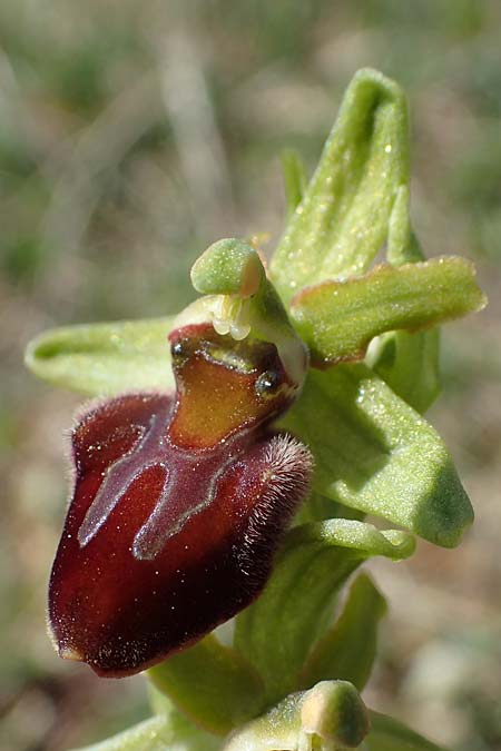 Ophrys sphegodes / Early Spider Orchid, D  Grünstadt-Asselheim 20.4.2022 