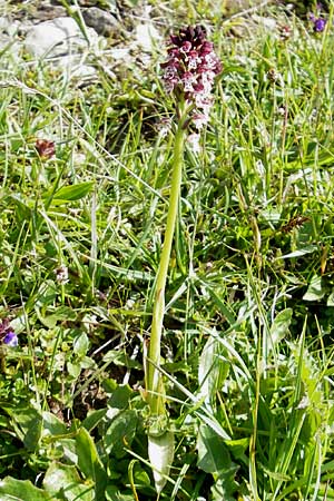 Neotinea ustulata \ Brand-Knabenkraut / Burnt Orchid, D  Immenstadt 21.6.2011 