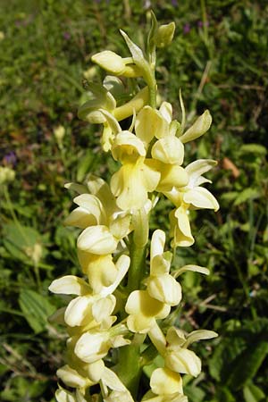 Orchis pallens / Pale-flowered Orchid, D  Bad Ditzenbach 4.5.2014 