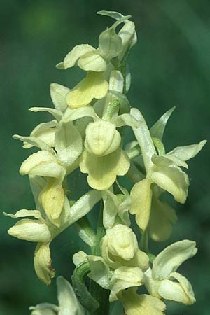 Orchis pallens / Pale-flowered Orchid, D  Bad Ditzenbach 10.5.2005 