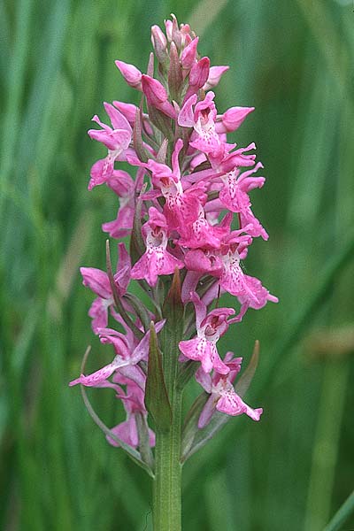 Dactylorhiza praetermissa \ Übersehene Fingerwurz, Übersehenes Knabenkraut / Southern Marsh Orchid, D  Stolberg 10.6.2000 