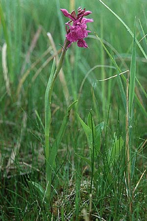 Dactylorhiza curvifolia \ Russows Fingerwurz, Rossows Knabenkraut / Russow's Marsh Orchid, D  Vorpommern,Peene-Wiesen Gützkow 5.6.1999 