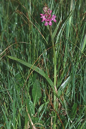 Dactylorhiza curvifolia \ Russows Fingerwurz, Rossows Knabenkraut / Russow's Marsh Orchid, D  Vorpommern,Peene-Wiesen Gützkow 5.6.1999 