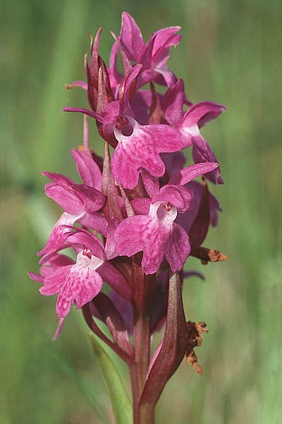 Dactylorhiza pomeranica \ Vorpommern-Fingerwurz / Western Pomeranian Orchid, D  Insel/island Usedom 4.6.1999 