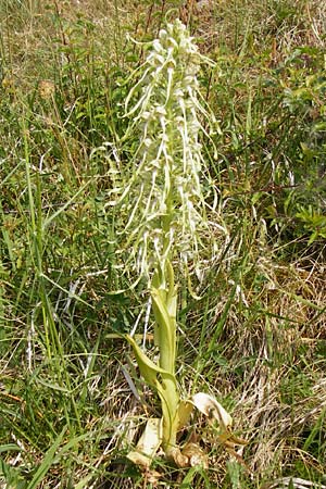 Himantoglossum hircinum \ Bocks-Riemenzunge / Lizard Orchid, D  Limburg 22.5.2015 