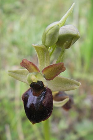 Ophrys sphegodes \ Spinnen-Ragwurz / Early Spider Orchid, D  Mosbach 16.4.2011 