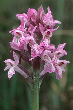 Dactylorhiza sphagnicola \ Torfmoos-Fingerwurz, Torfmoos-Knabenkraut, D  Lüneburger Heide 14.6.1990 