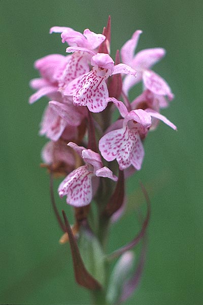 Dactylorhiza sphagnicola \ Torfmoos-Fingerwurz, Torfmoos-Knabenkraut, D  Hamburg 14.6.1990 