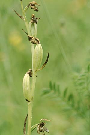 Ophrys sphegodes / Early Spider Orchid, D  Bad Ditzenbach 4.7.2004 