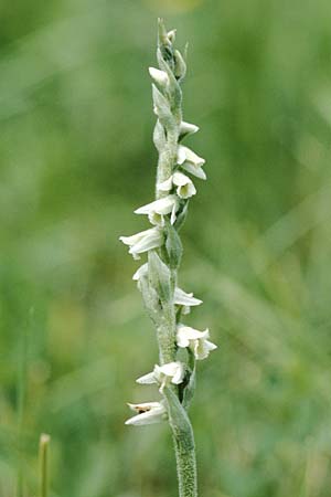 Spiranthes spiralis \ Herbst-Drehwurz, D  Schwarzwald 5.8.2001 