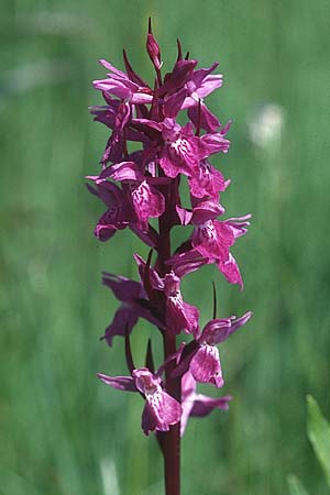 Dactylorhiza traunsteineri \ Traunsteiners Fingerwurz, Traunsteiners Knabenkraut / Narrow-Leaved Marsh Orchid, D  Allgäu 11.6.2005 