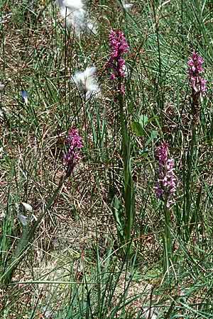 Dactylorhiza traunsteineri subsp. vosagiaca \ Wasgau-Fingerwurz, Wasgau-Knabenkraut / Wasgau Marsh Orchid, D  Eppenbrunn in der Pfalz 21.6.1998 
