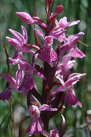 Dactylorhiza traunsteineri subsp. vosagiaca \ Wasgau-Fingerwurz, Wasgau-Knabenkraut / Wasgau Marsh Orchid, D  Eppenbrunn in der Pfalz 21.6.1998 