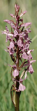 Dactylorhiza traunsteineri subsp. vosagiaca \ Wasgau-Fingerwurz, Wasgau-Knabenkraut, D  Ludwigswinkel in der Pfalz 21.6.1998 