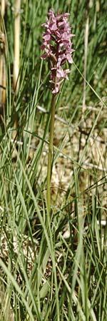 Dactylorhiza traunsteineri subsp. vosagiaca \ Wasgau-Fingerwurz, Wasgau-Knabenkraut, D  Ludwigswinkel in der Pfalz 21.6.1998 