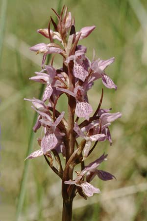 Dactylorhiza traunsteineri subsp. vosagiaca \ Wasgau-Fingerwurz, Wasgau-Knabenkraut, D  Ludwigswinkel in der Pfalz 21.6.1998 