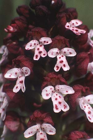 Neotinea ustulata \ Brand-Knabenkraut / Burnt Orchid, D  Taubergießen 27.5.1985 