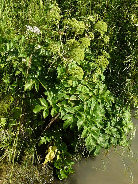 Angelica archangelica \ Arznei-Engelwurz, Echte Engelwurz / Garden Angelica, Holy Ghost, D Obernzell an der Donau 11.6.2014