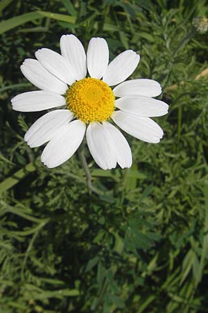 Anthemis austriaca / Austrian Chamomile, D Mannheim 3.10.2010