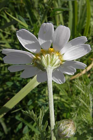 Anthemis austriaca \ sterreichische Hundskamille / Austrian Chamomile, D Mannheim 3.10.2010